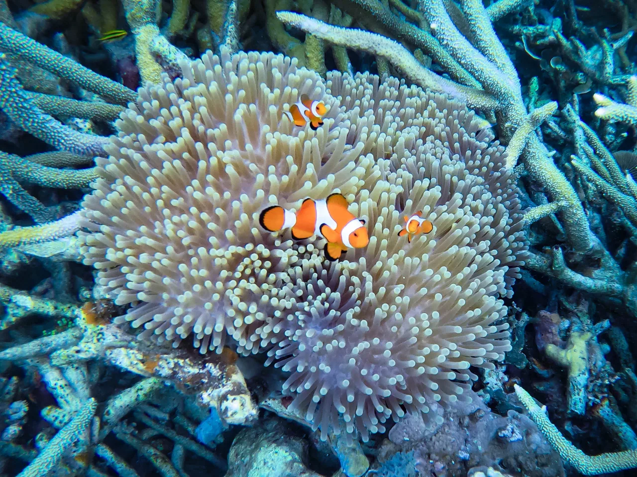 Anemone — Raja Ampat, Indonesia
