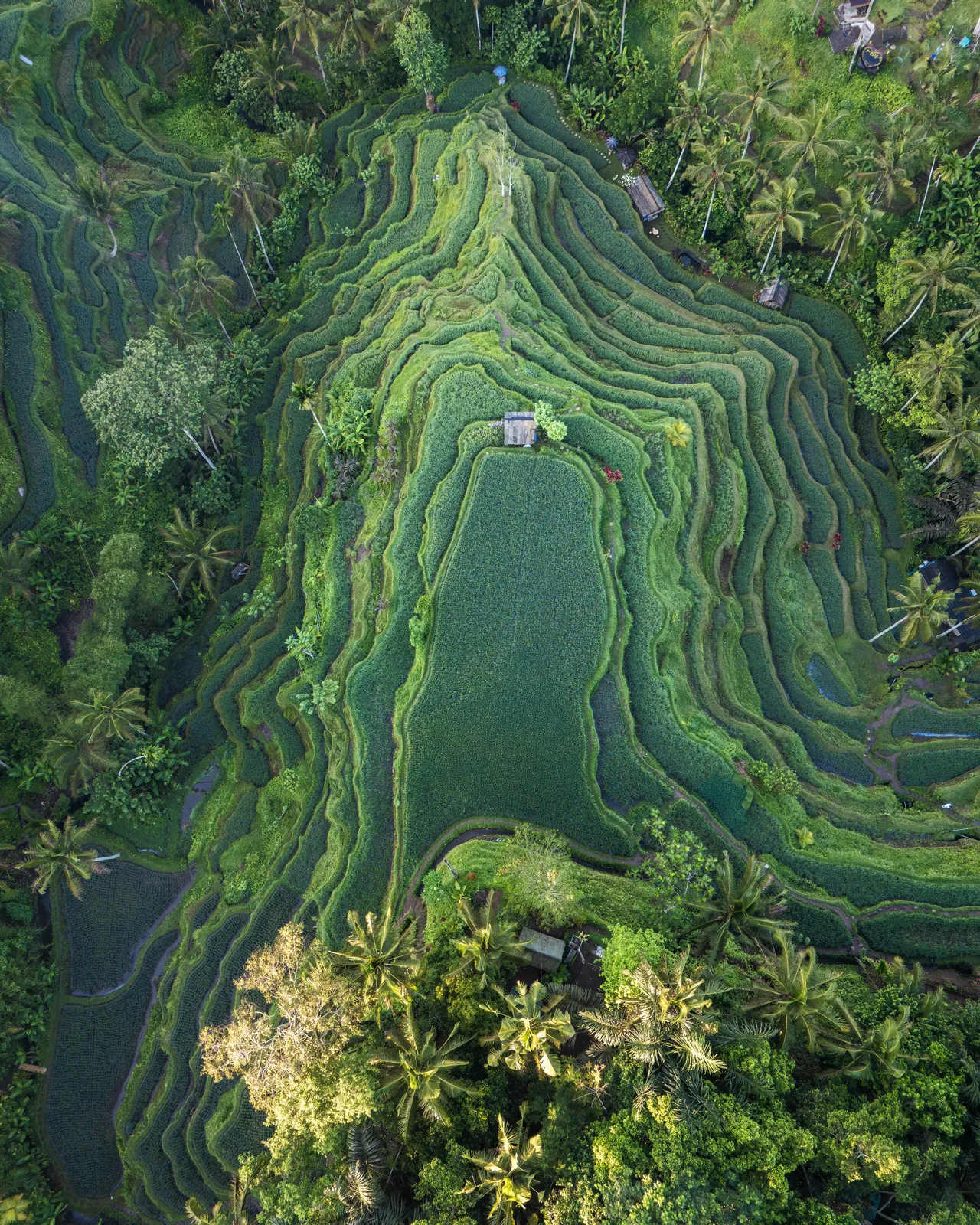 Contours — Bali, Indonesia