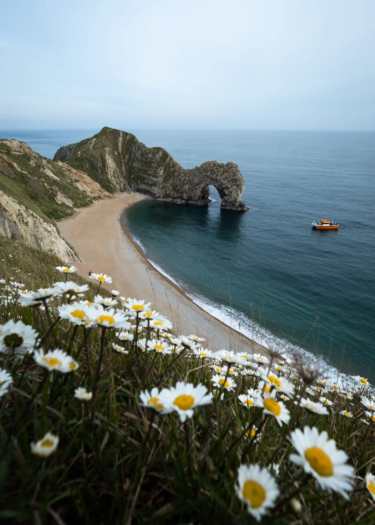 Daisies — Durdle Door, Dorset