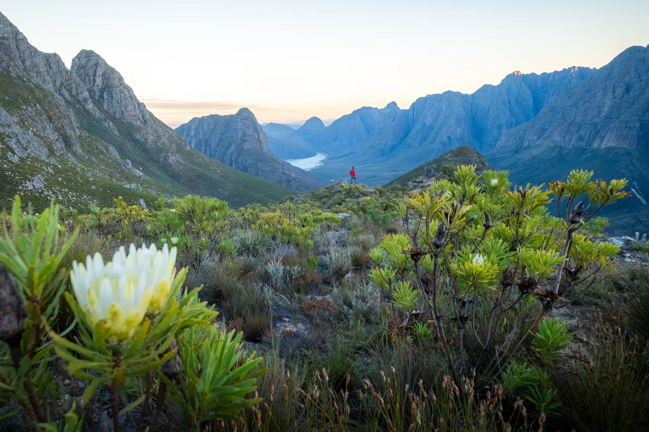 Fynbos — Western Cape, South Africa