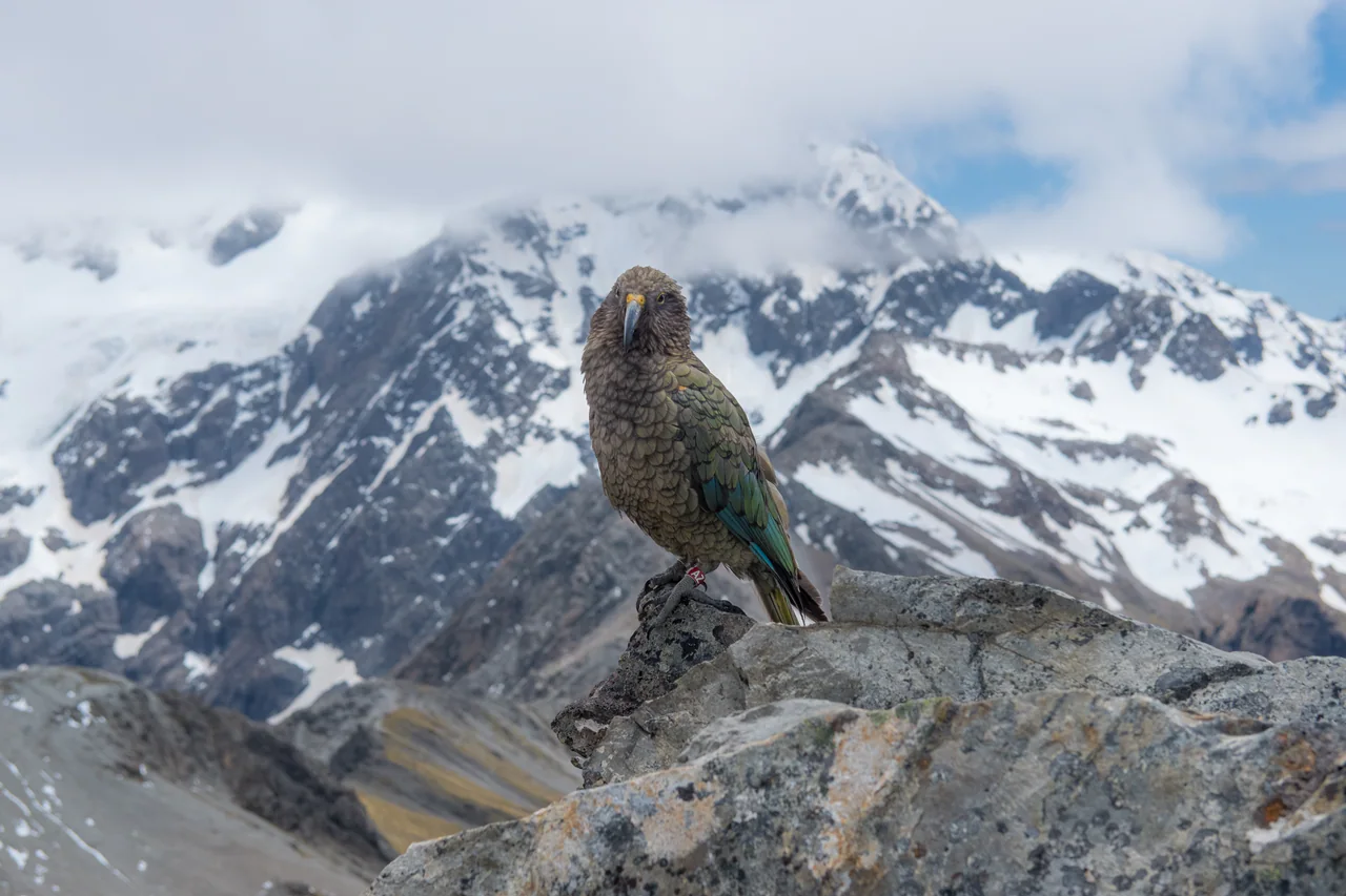 Kea — South Island, New Zealand