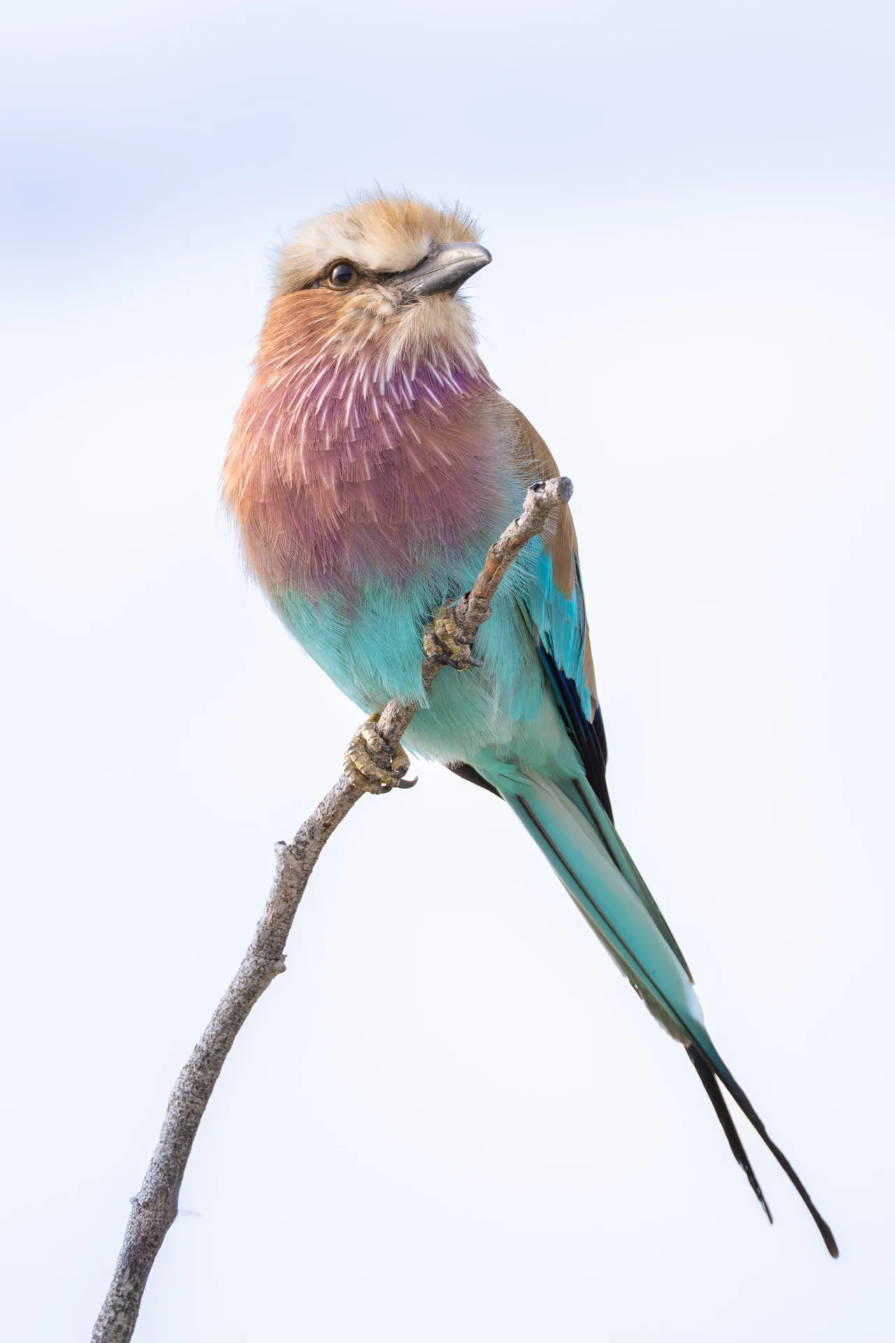 Lilac-breasted Roller — Namibia
