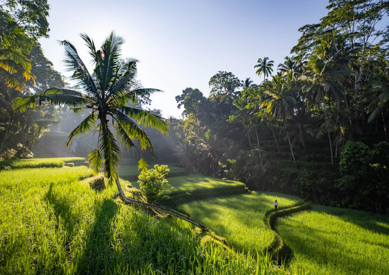 Morning Rays — Bali, Indonesia