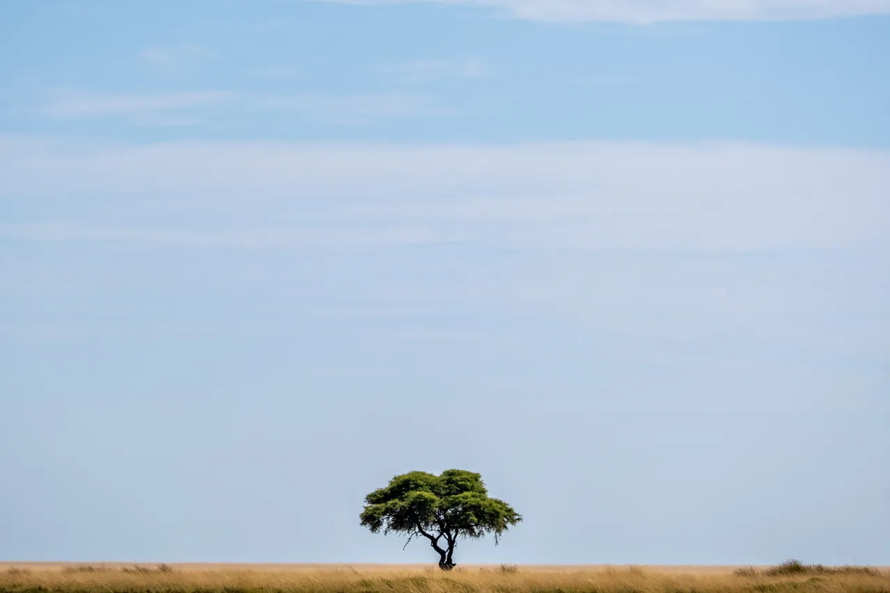 One Tree — Etosha, Namibia