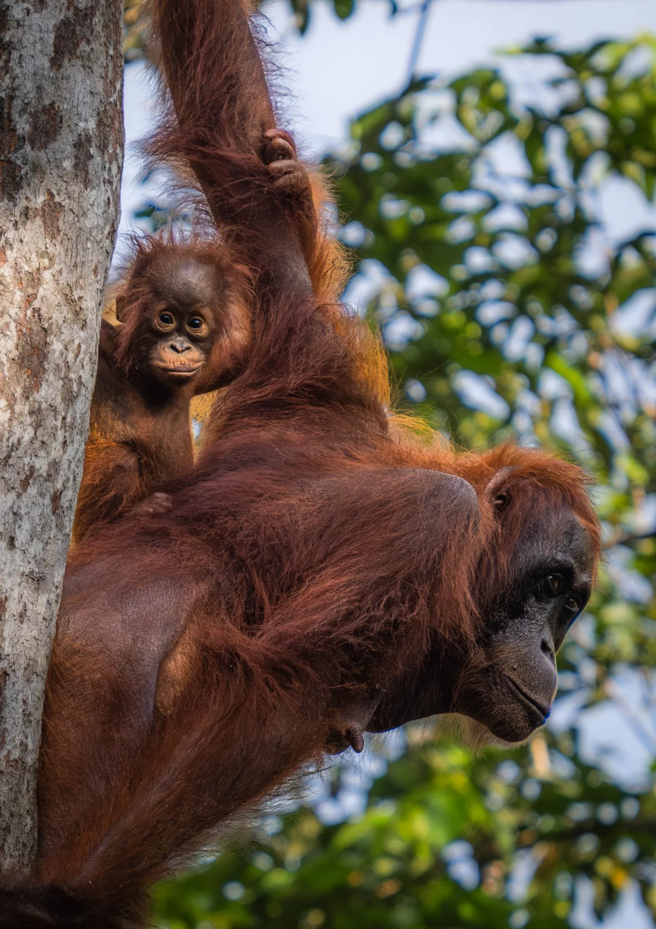 Look Back — Borneo