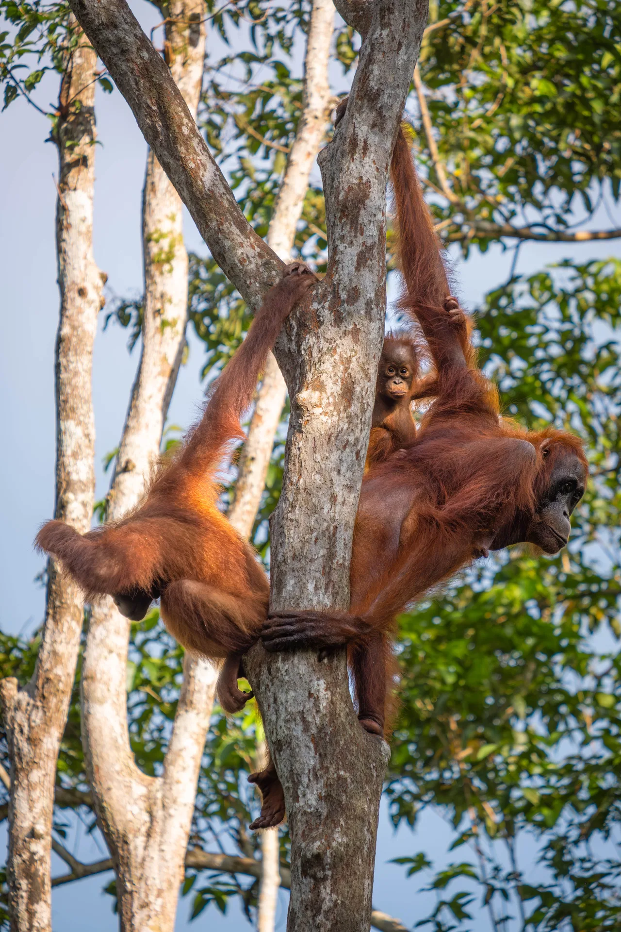 Orangutans — Borneo