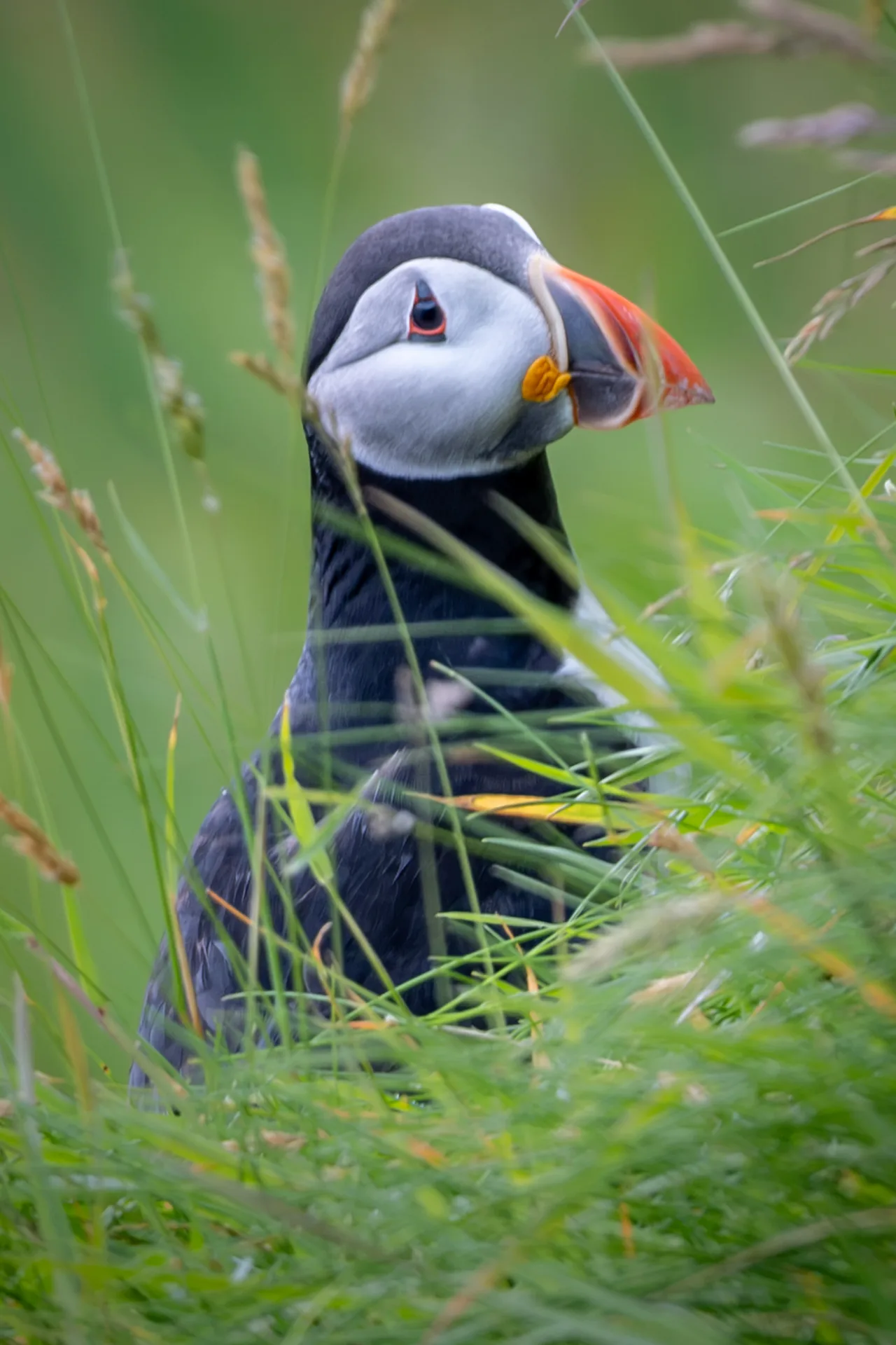 Puffin — Faroe Islands