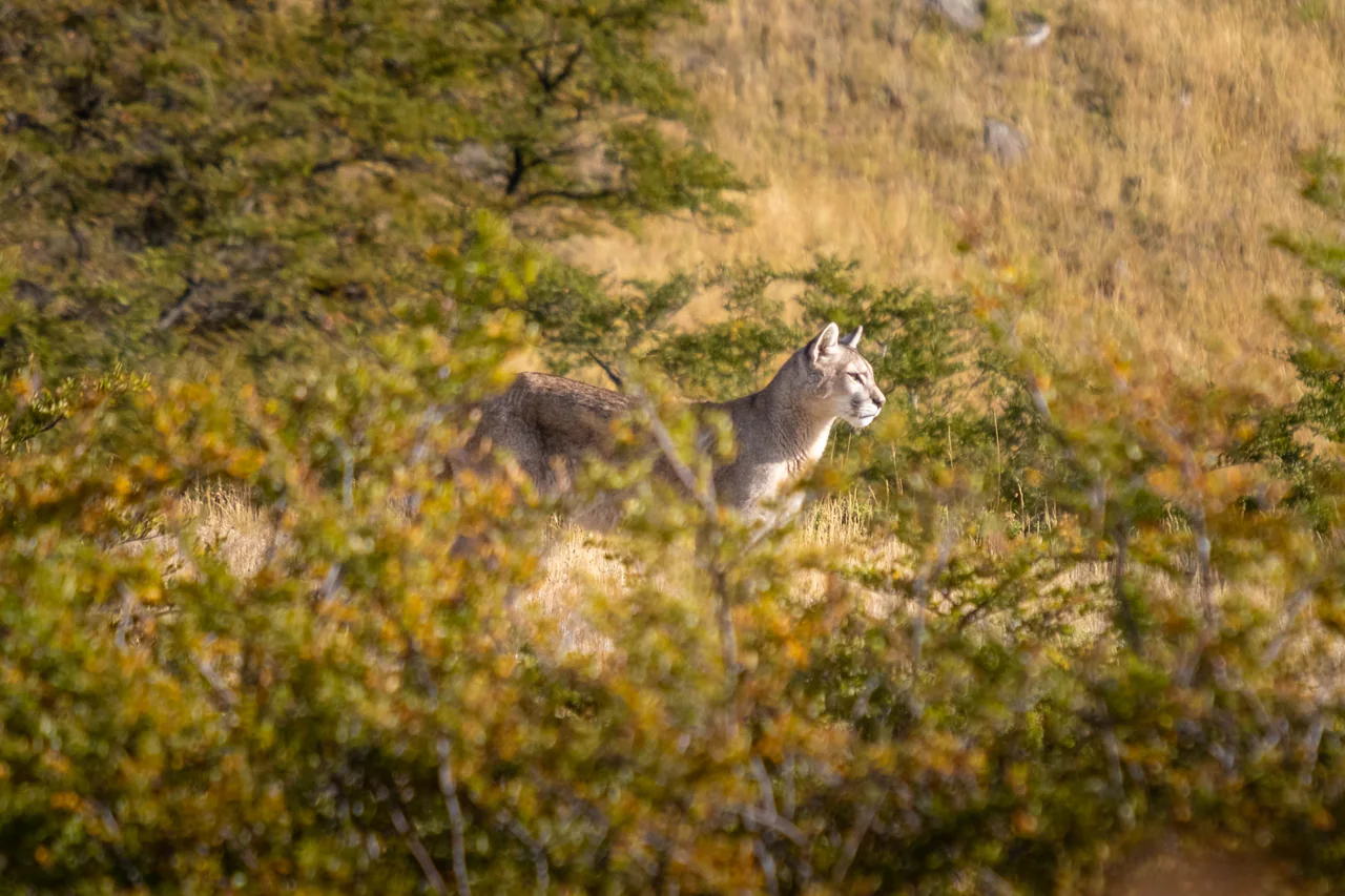 Puma — Torres del Paine, Chile