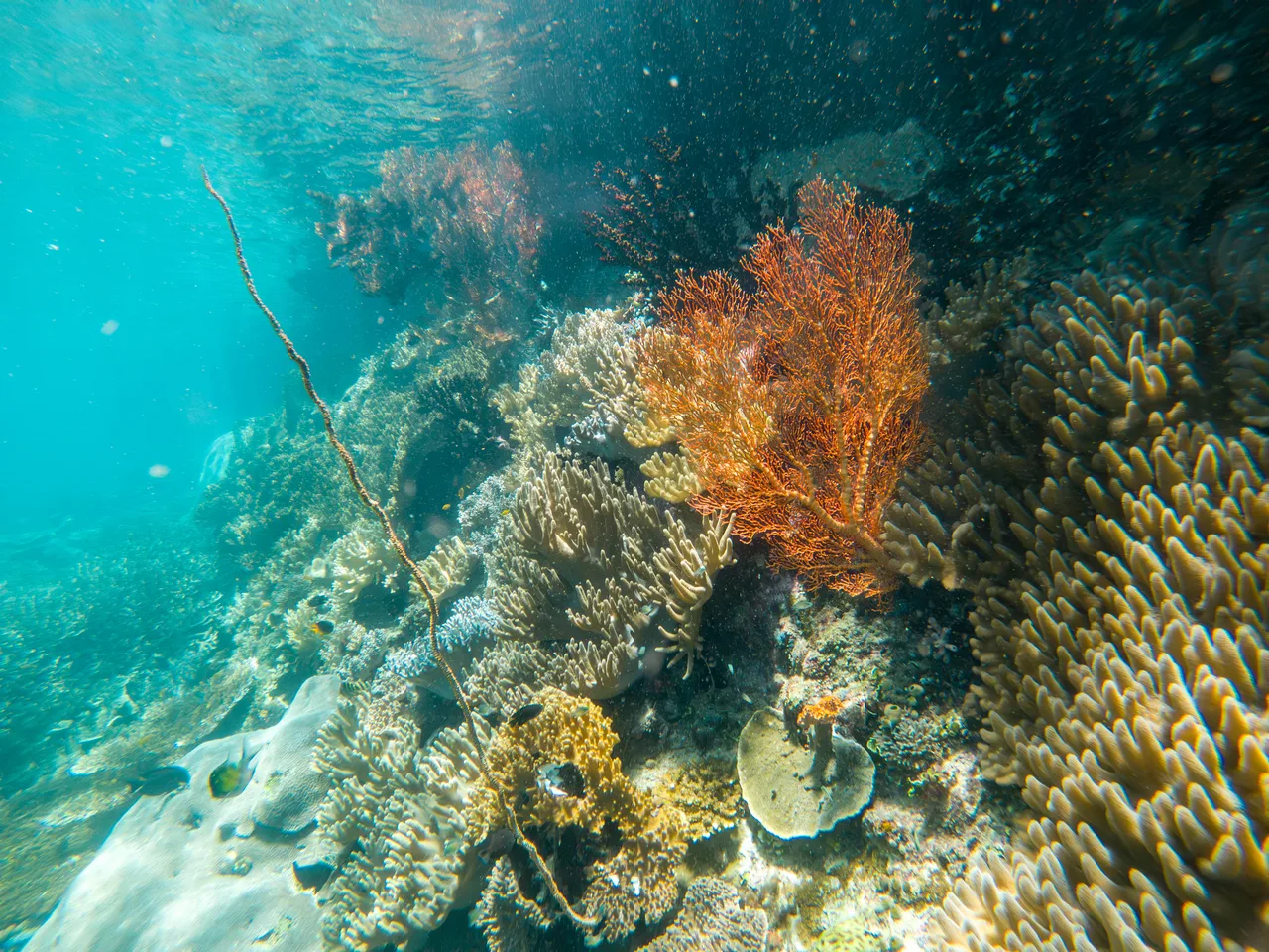 The Reef — Raja Ampat, Indonesia