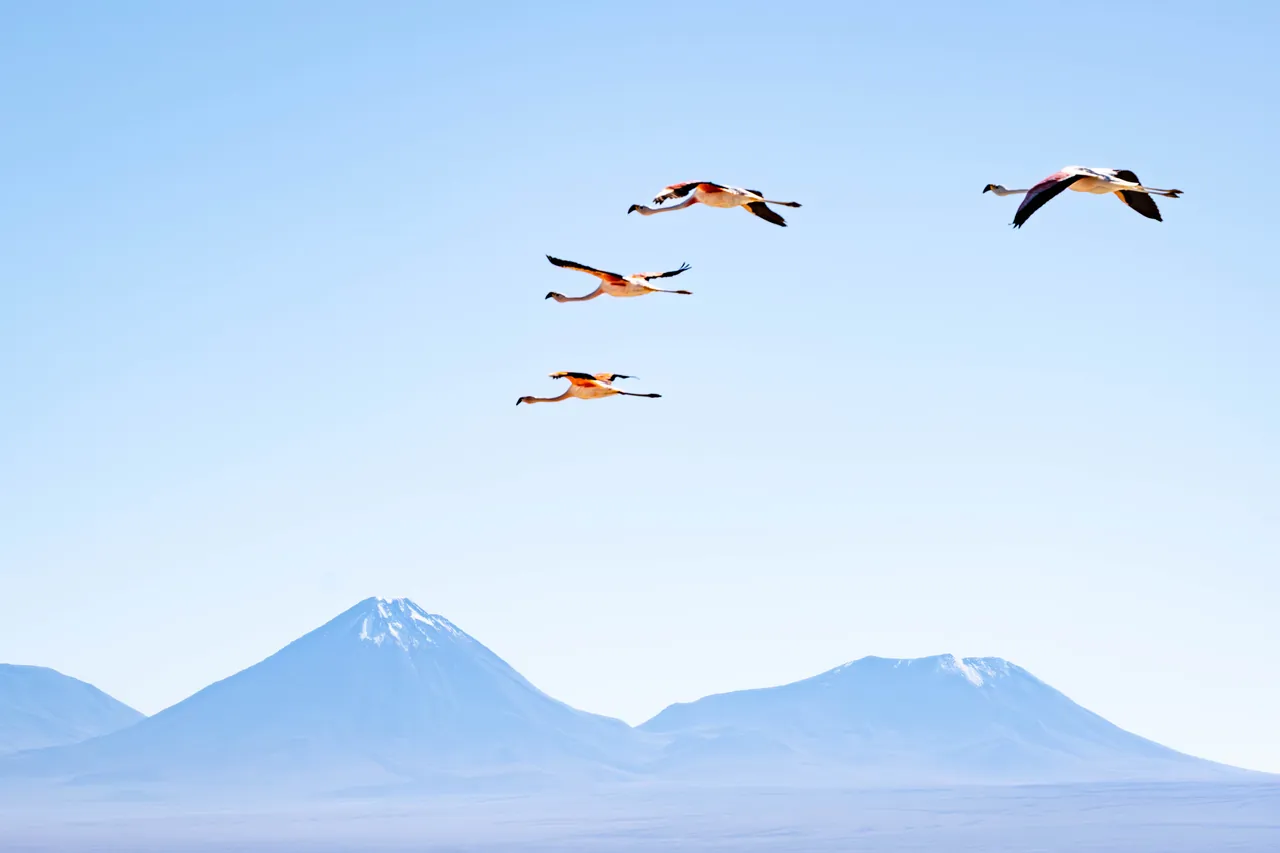 Three Flamingos — Atacama, Chile