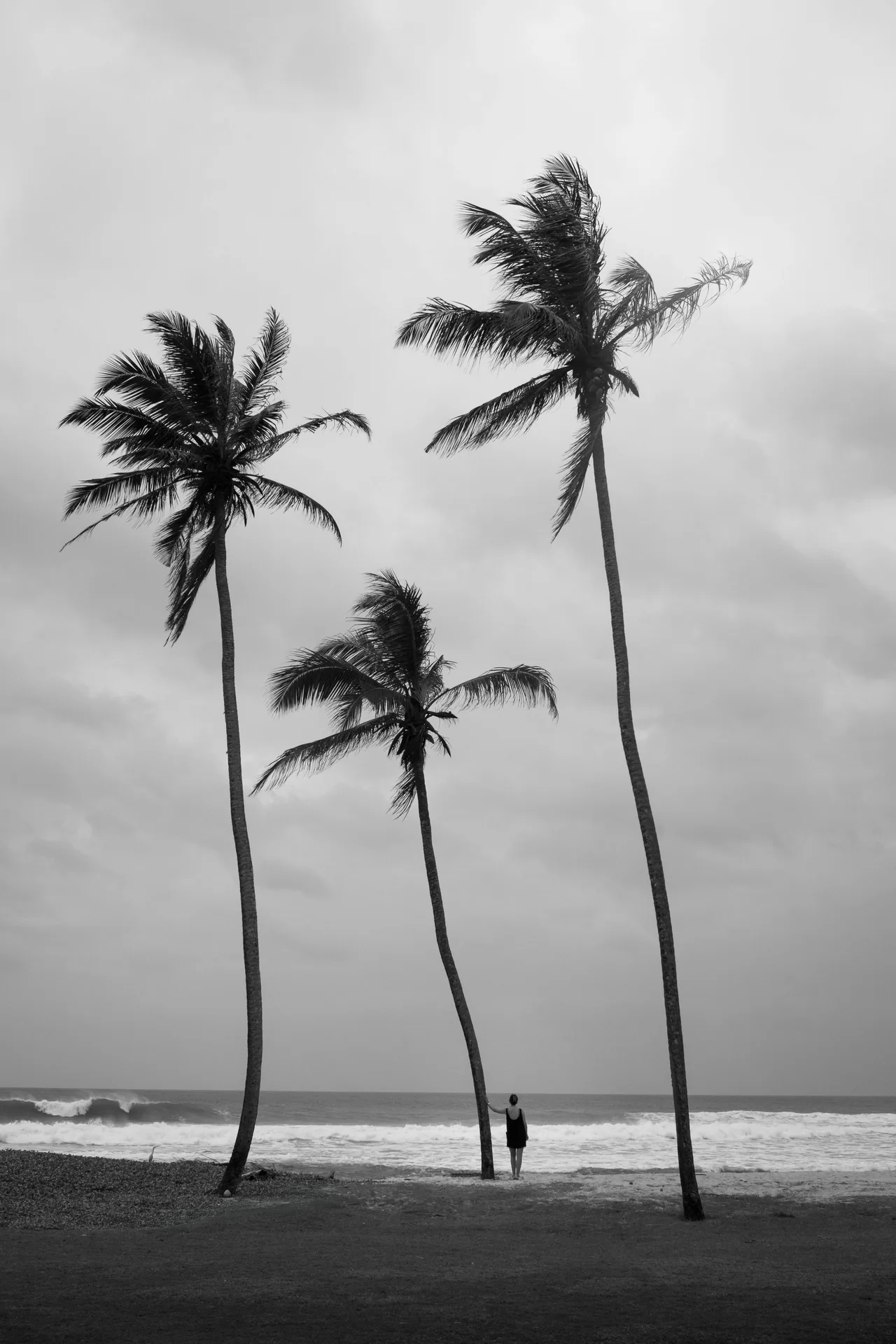 Three Palms — Sri Lanka