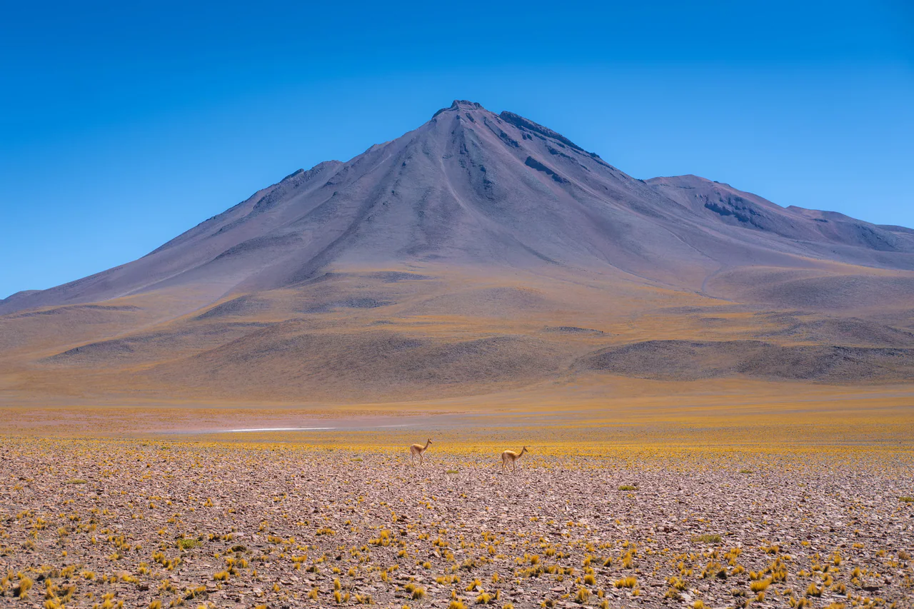 Vicuña Country — Atacama, Chile