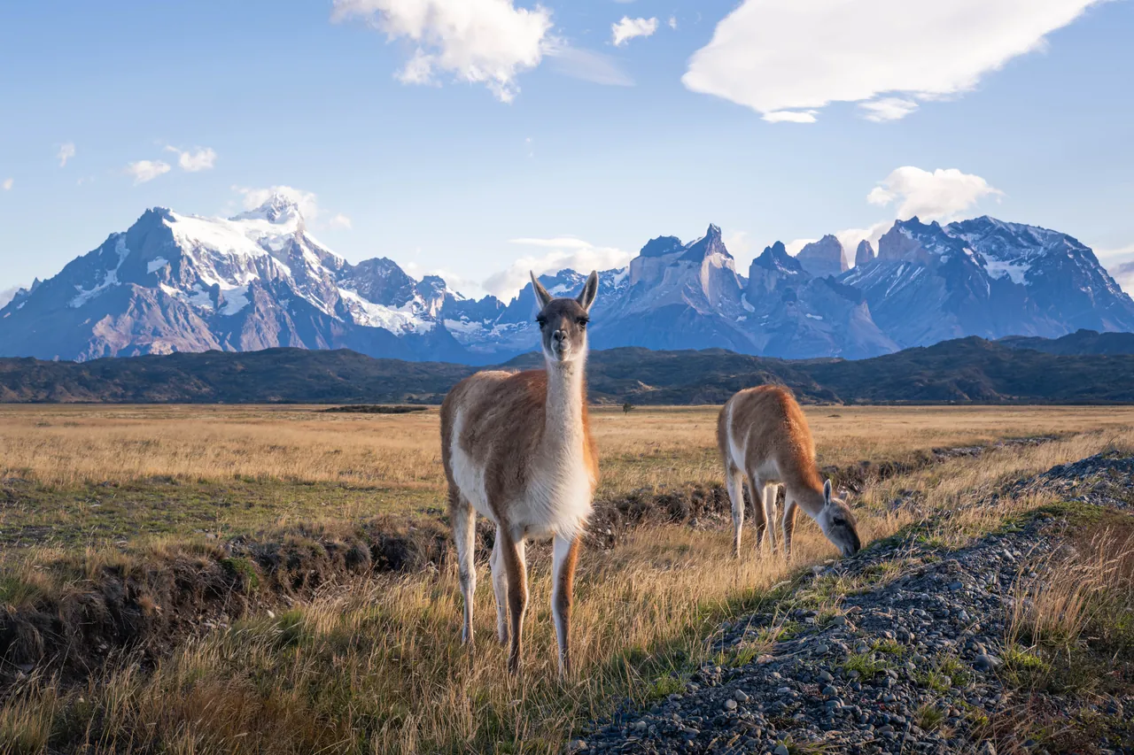 Wild Company — Torres del Paine, Chile